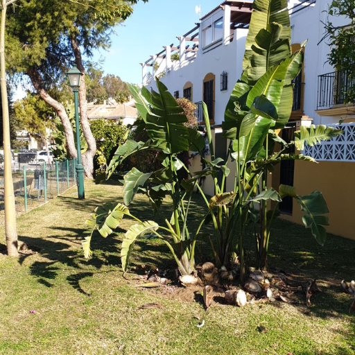 Pequeño jardín con plantas verdes y una casa blanca al fondo.