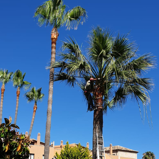 Persona podando una palmera alta con ayuda de una escalera, bajo un cielo azul despejado.